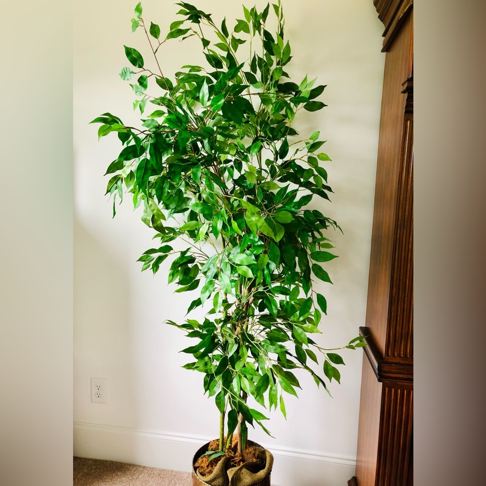 6' Artificial Ficus Trees by Petals lush, lightweight, carefree.